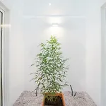 Lemon Tree Garden 3bedroom Lisboa